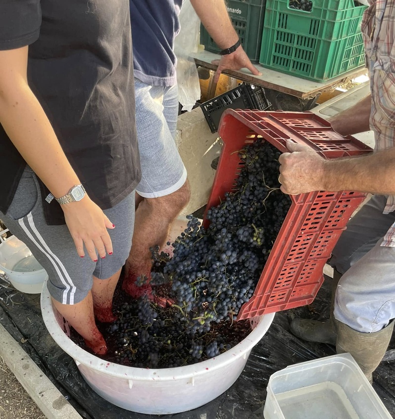 Due persone pigiano a piedi nudi uva nera in una tinozza bianca mentre un uomo la versa da una cassetta rossa