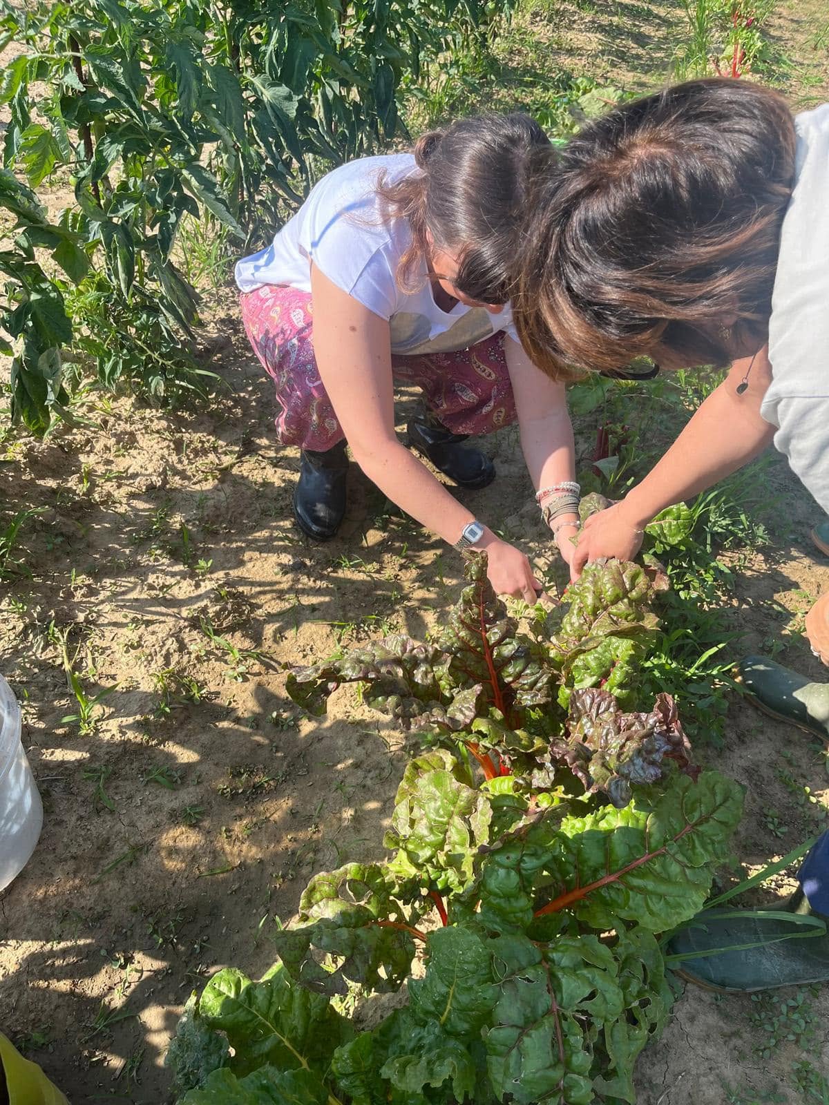 Agricoltura sociale orto Conscio Treviso